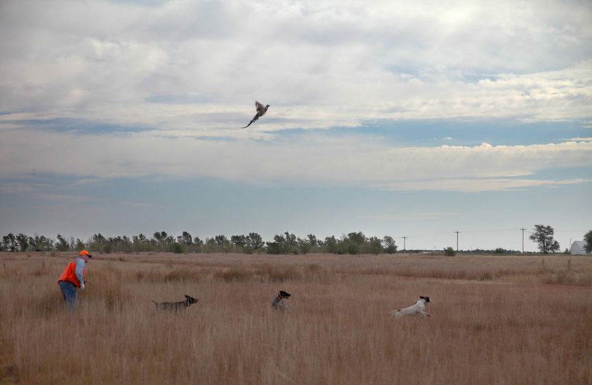 Kansas Pheasant Hunting, Greeley County Kansas